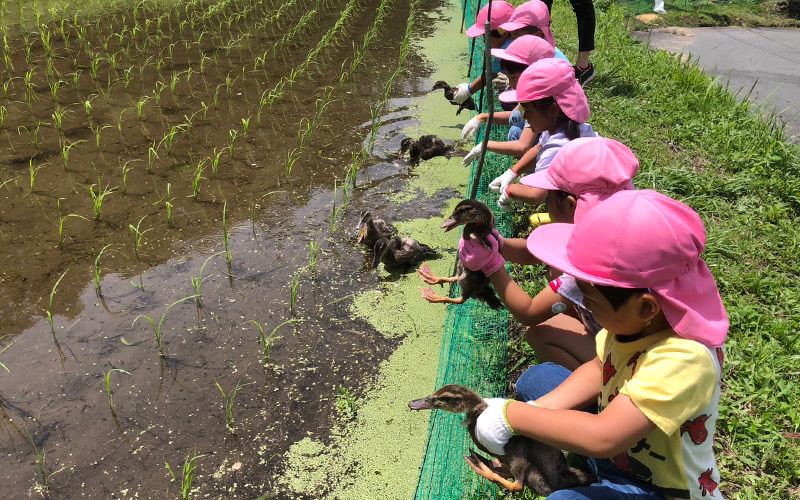アイガモを田んぼに放つ。