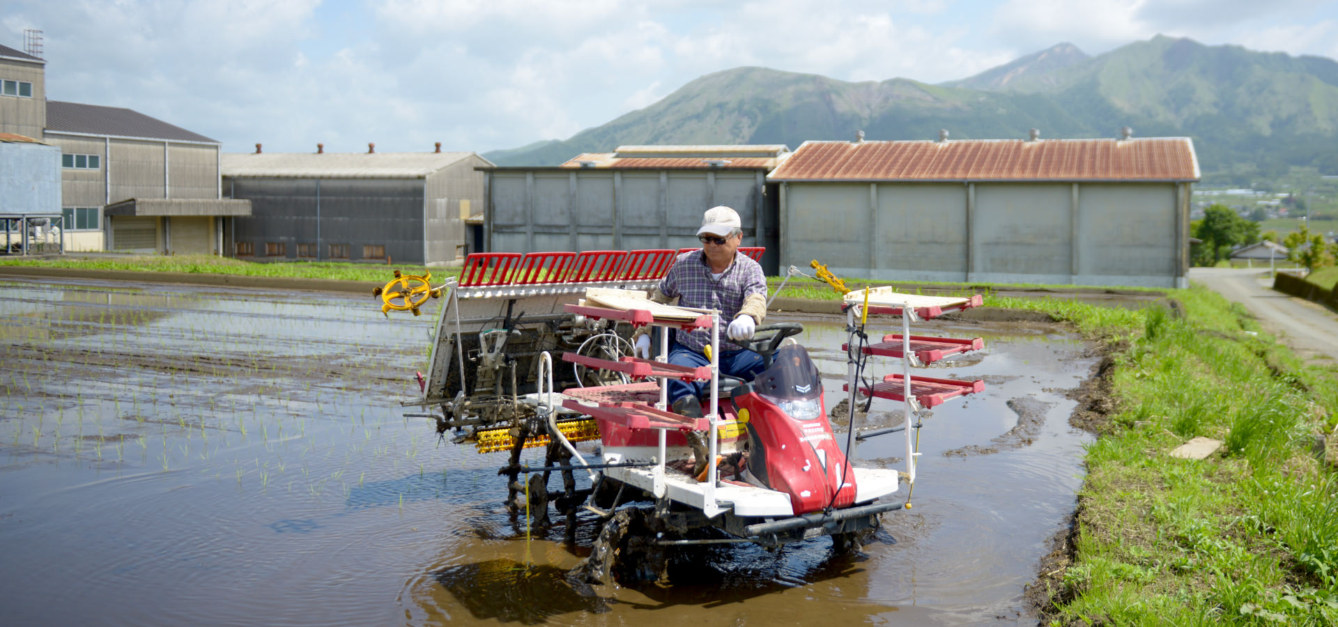井芹政重さんが作る、無農薬・無施肥栽培米。