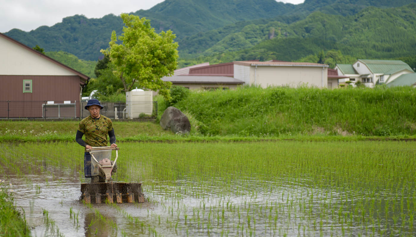 田植えする井芹さん