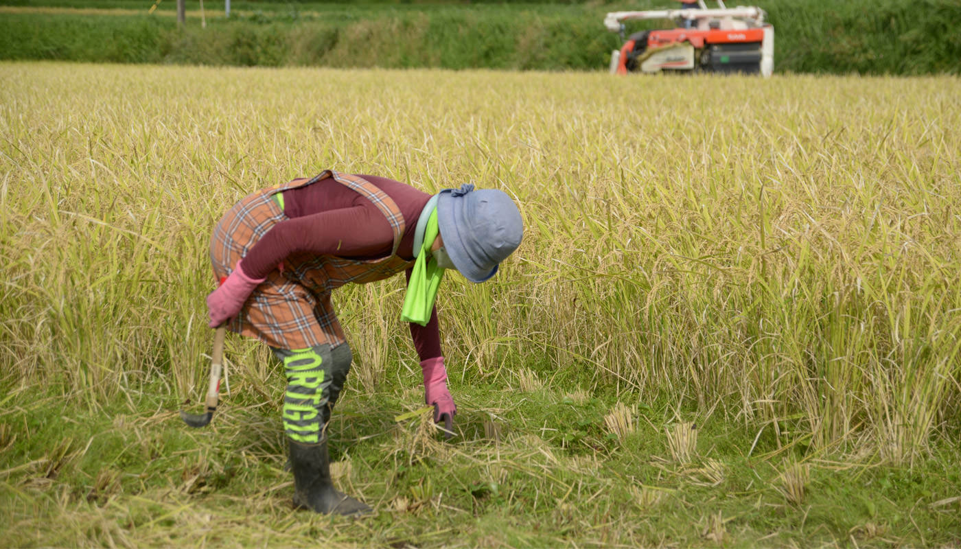 穂を拾う北野さん