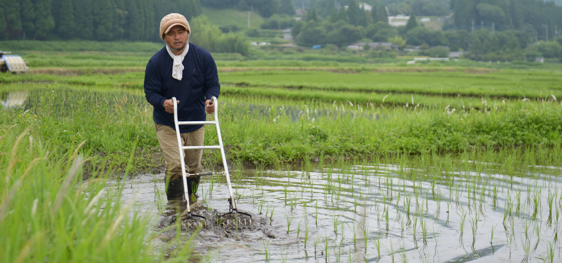大森博さんが作る、自然栽培米