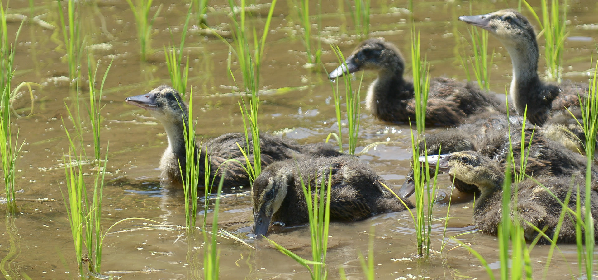 酒井美由紀さんが作る、アイガモ農法コシヒカリ。
