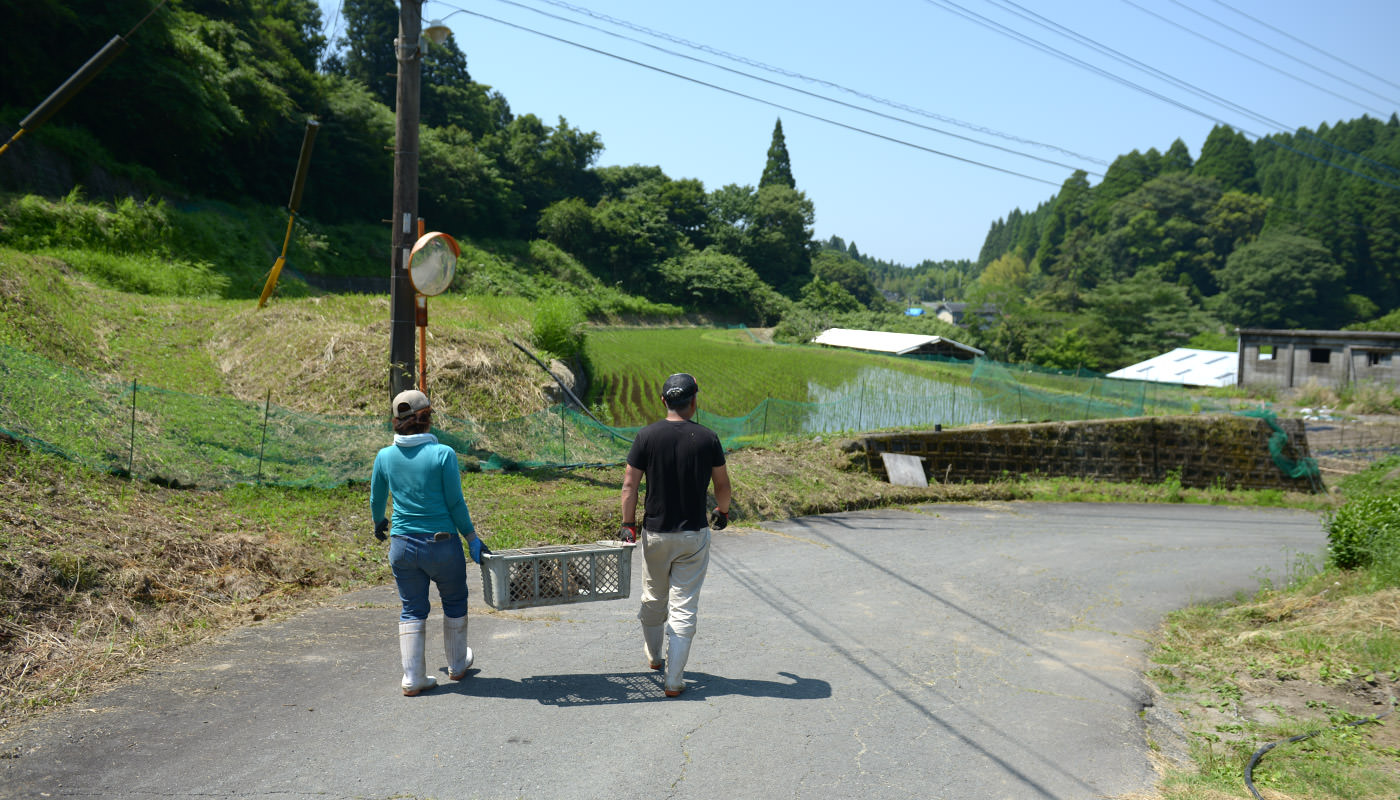 アイガモを運ぶ