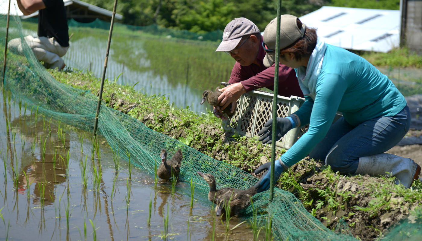 アイガモを入れる酒井さん親子