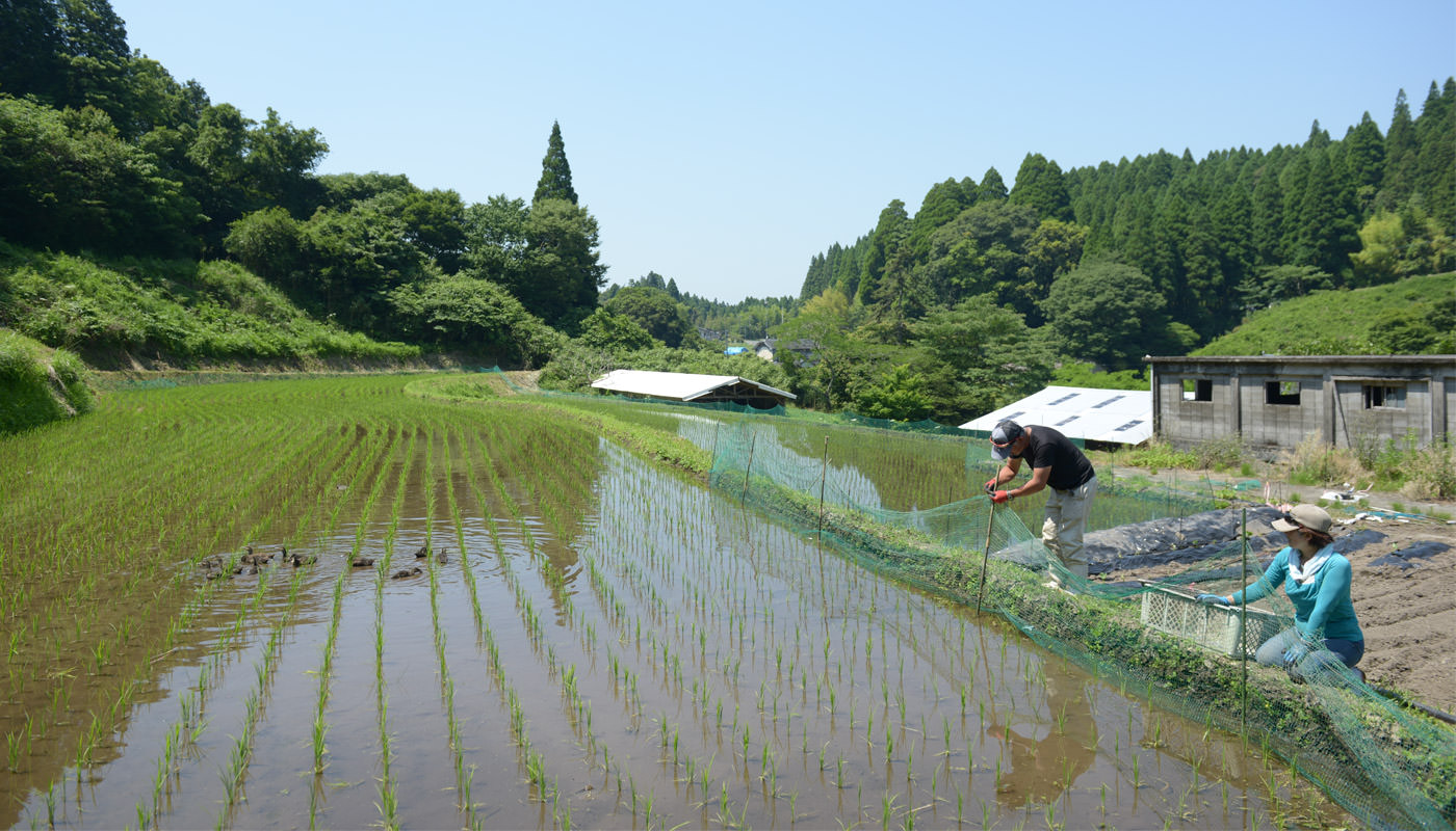 田んぼを泳ぐアイガモ