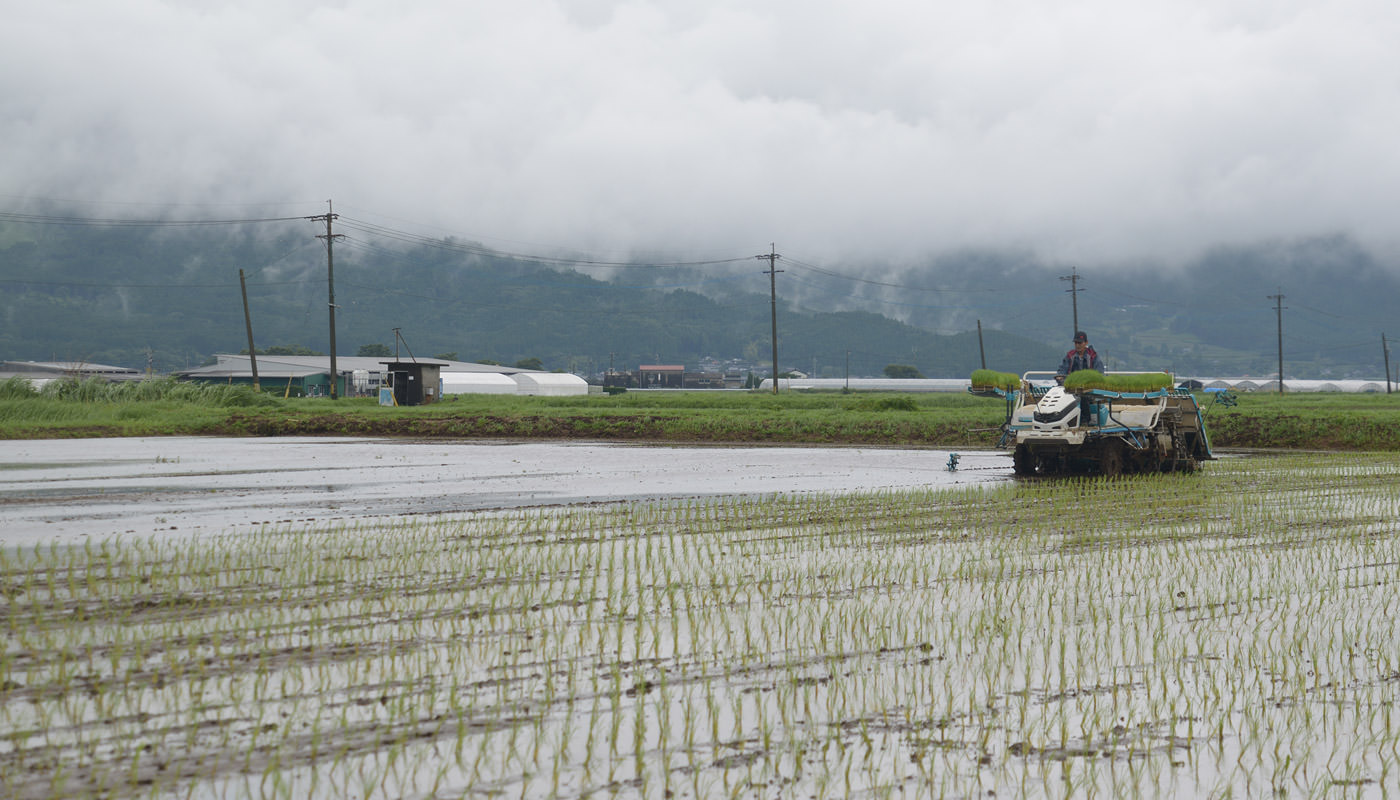 鎌倉さんの田植え