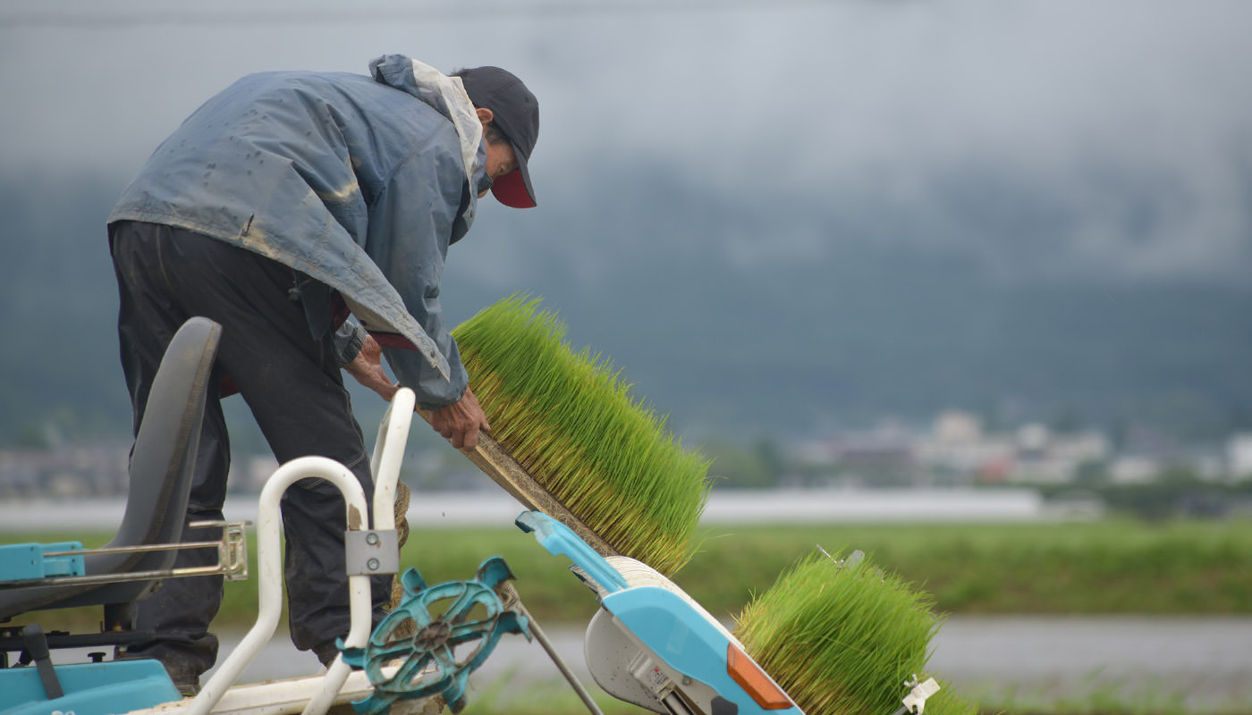田植えの様子