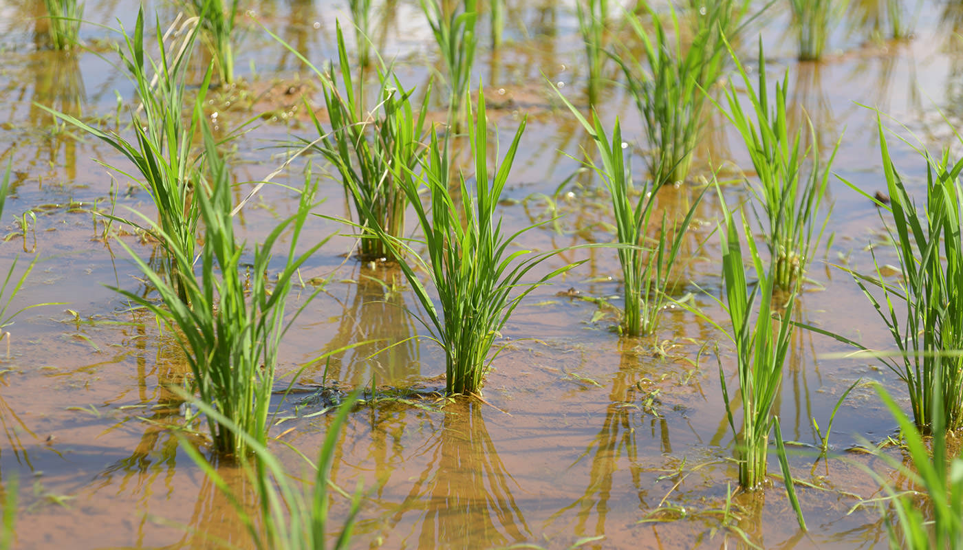 2024年6月21日の稲穂の様子