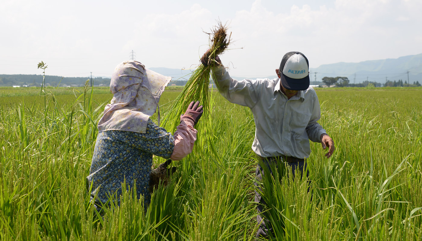 ヒエを取る鎌倉さん夫妻