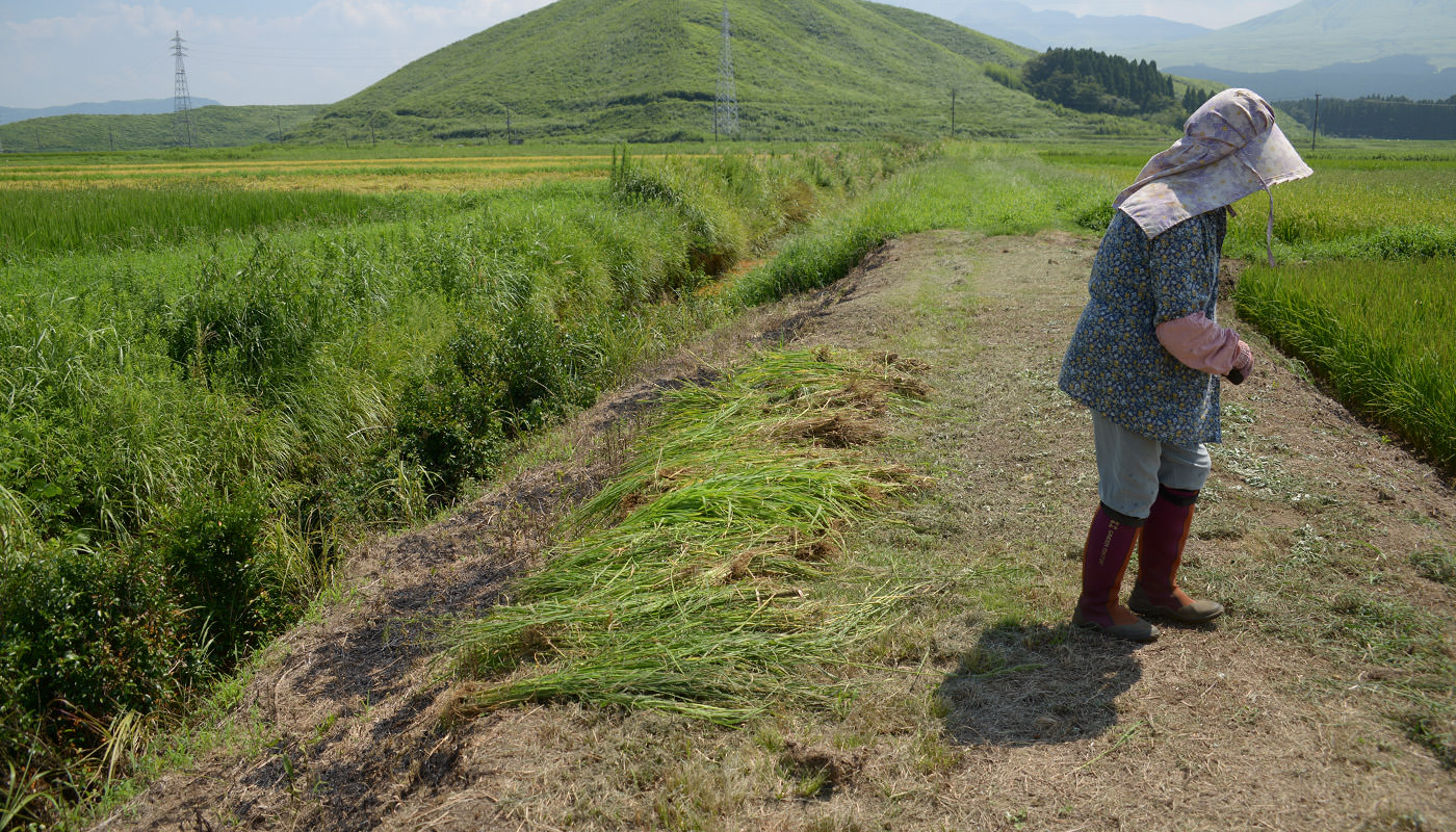 畔には刈ったヒエがたくさん