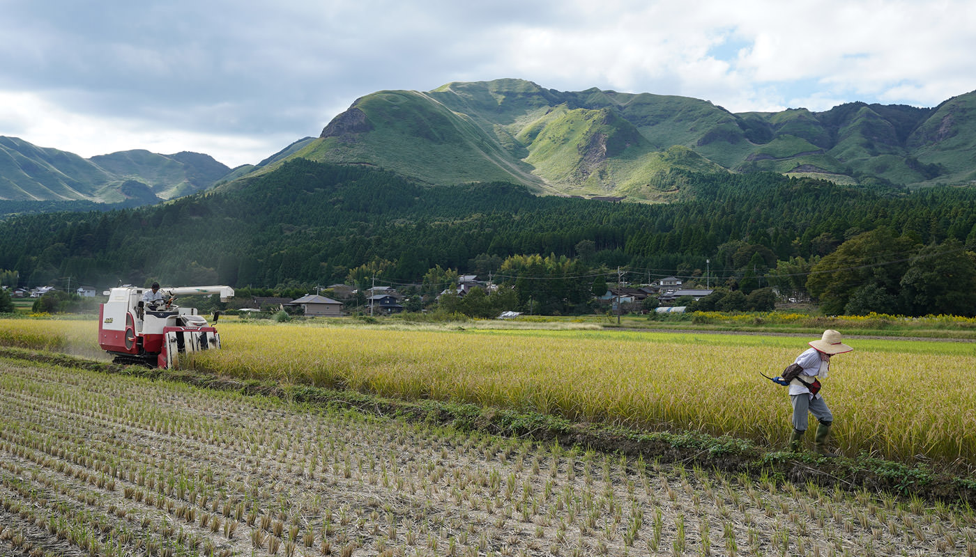 坂梨さんの田んぼの稲刈り