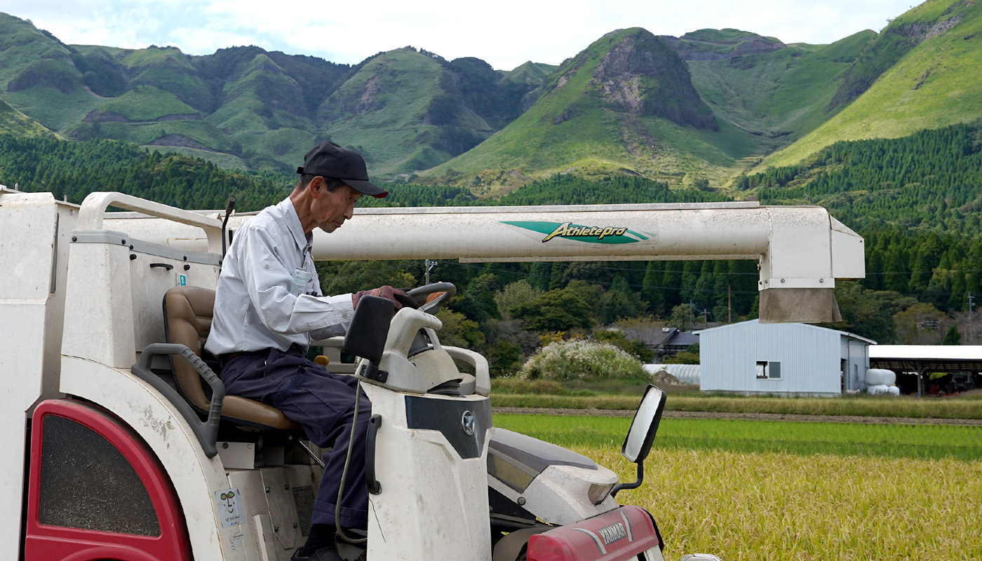 稲を刈る鎌倉さん