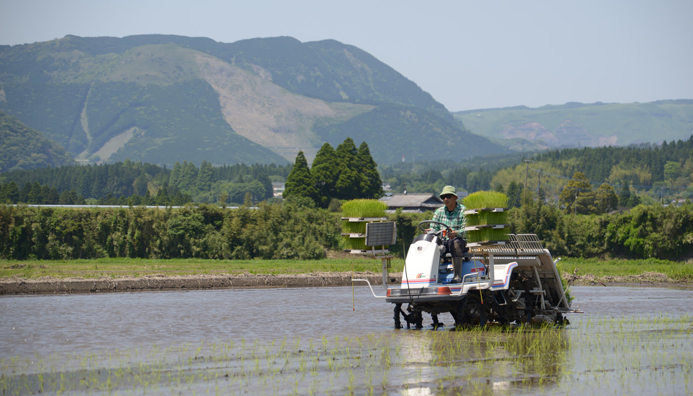田植えする赤城さん