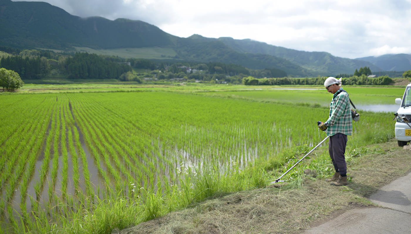 2024年6月21日の田んぼ