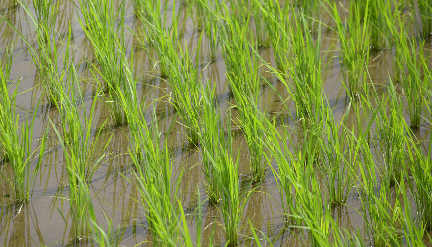 2024年6月21日の稲の様子