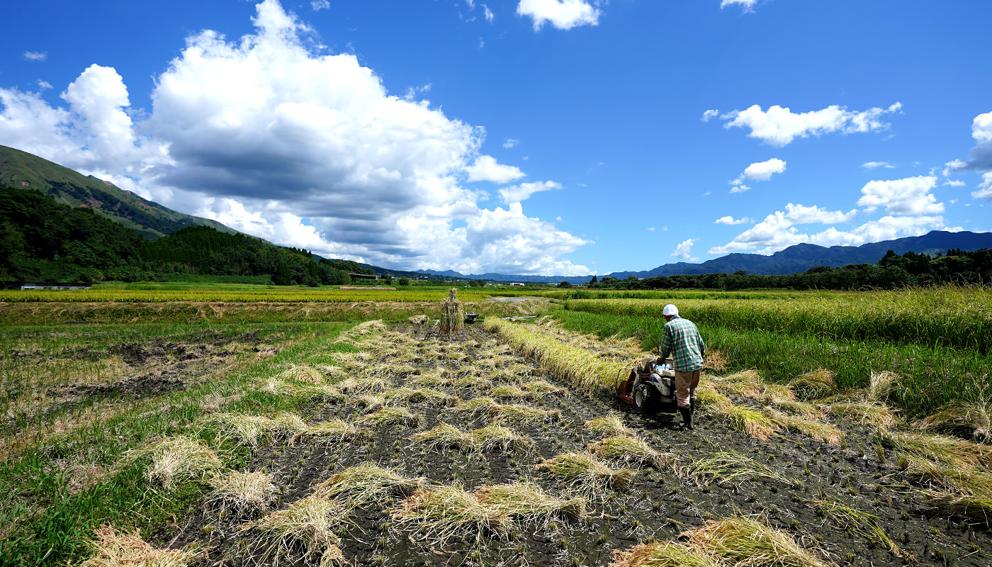 バインダーで稲刈りする赤城さん