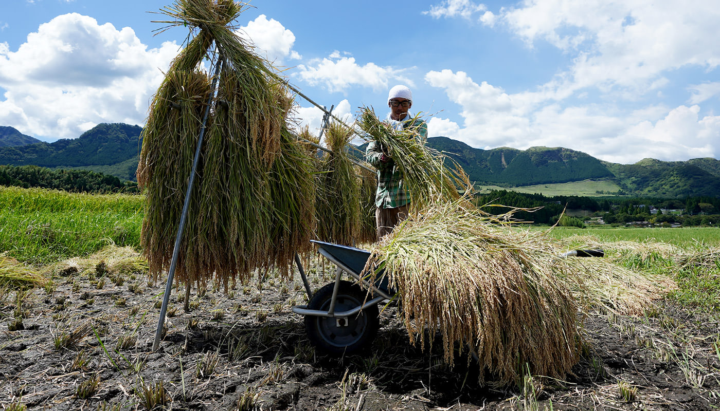 稲を掛ける赤城さん