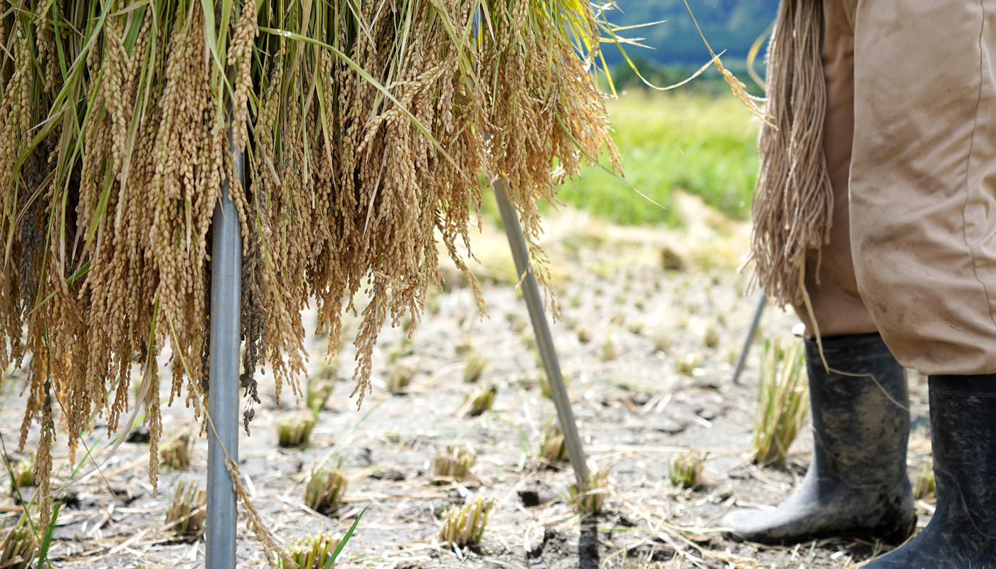 稲干し台にかけられた稲
