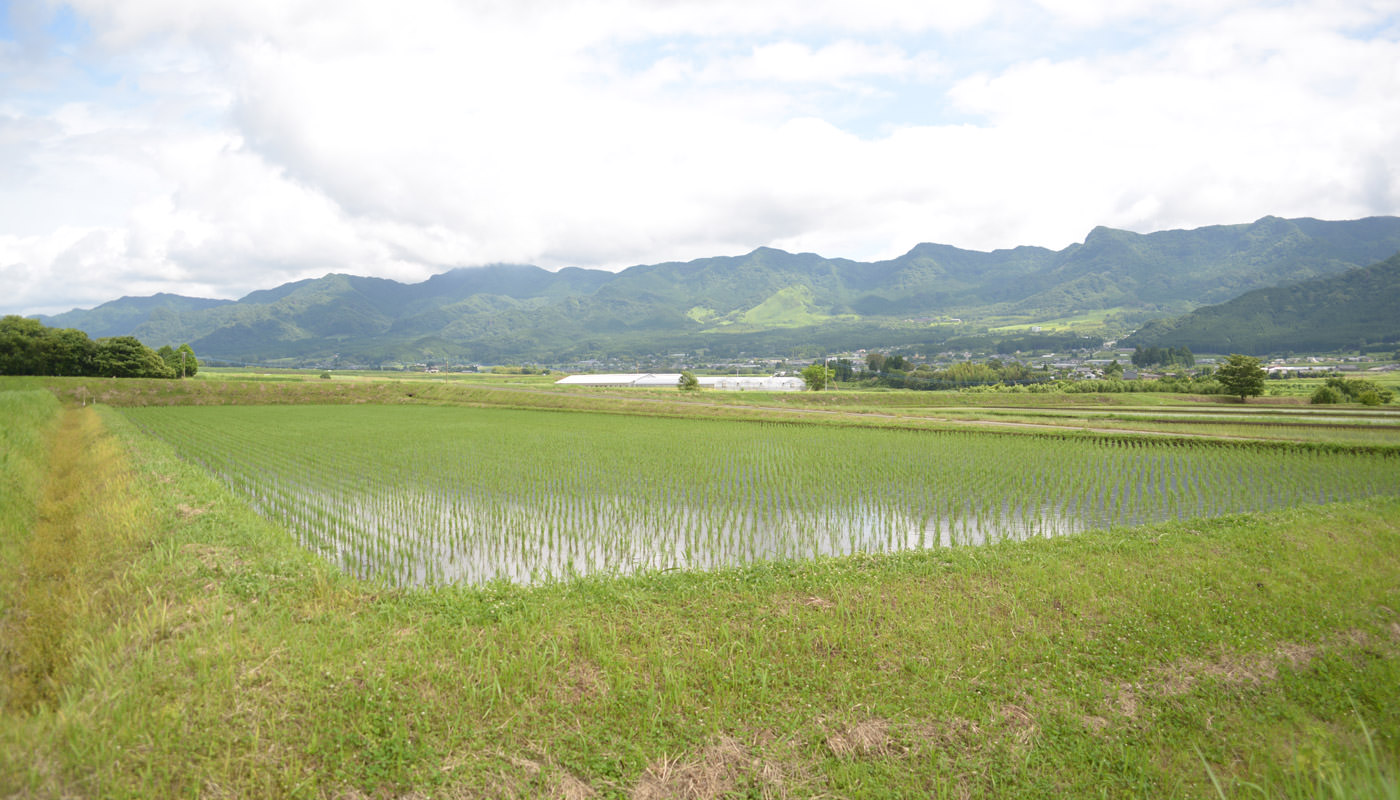 夏の田んぼ