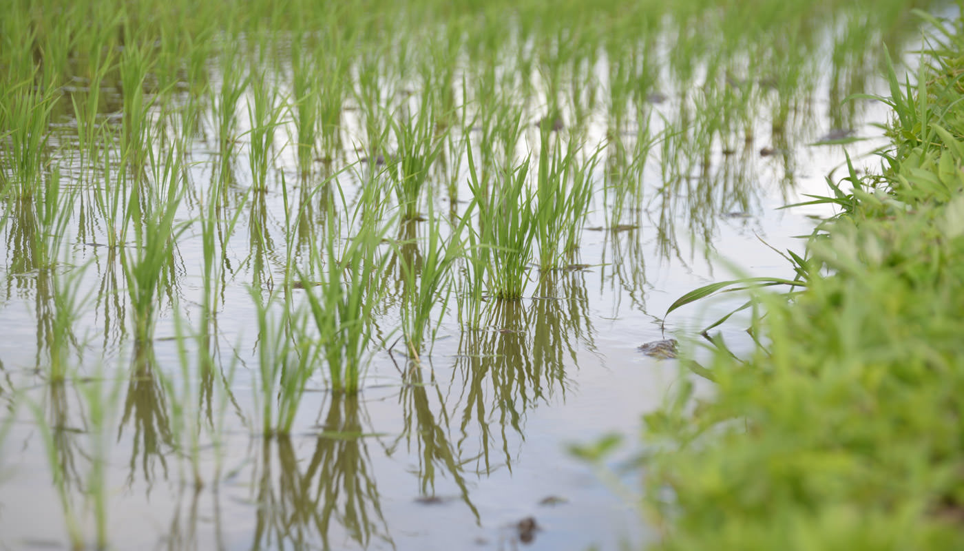 夏の田んぼ