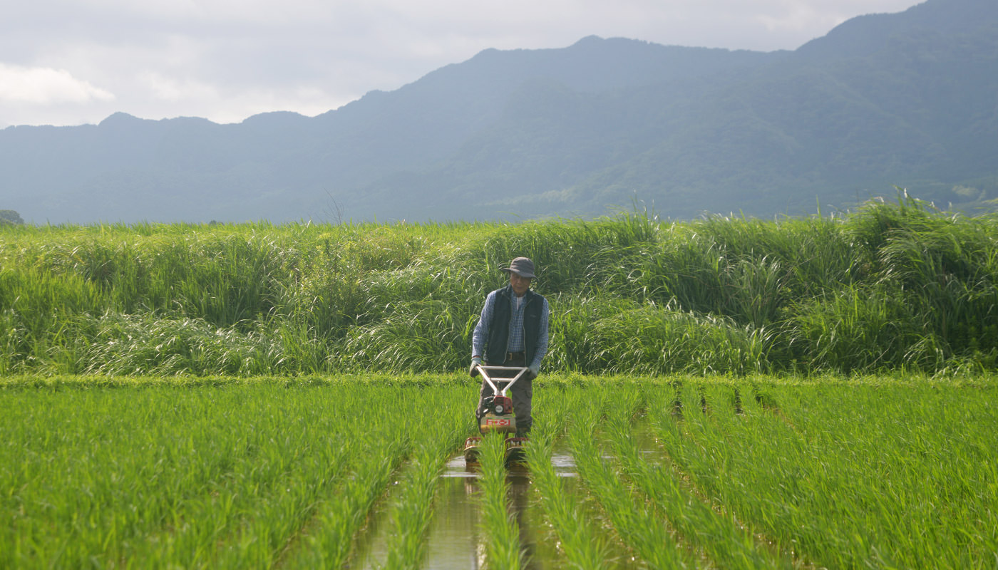除草する荒牧さん