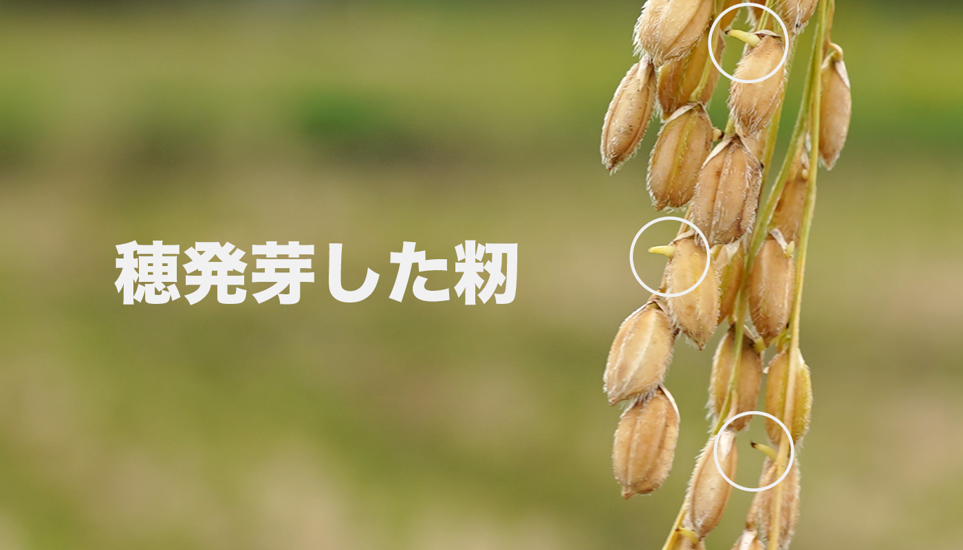 穂発芽について