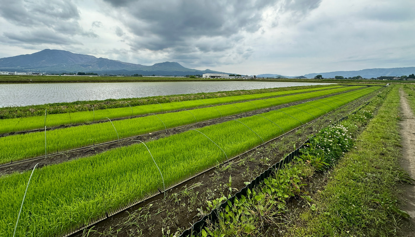 田植え前の苗代の様子。