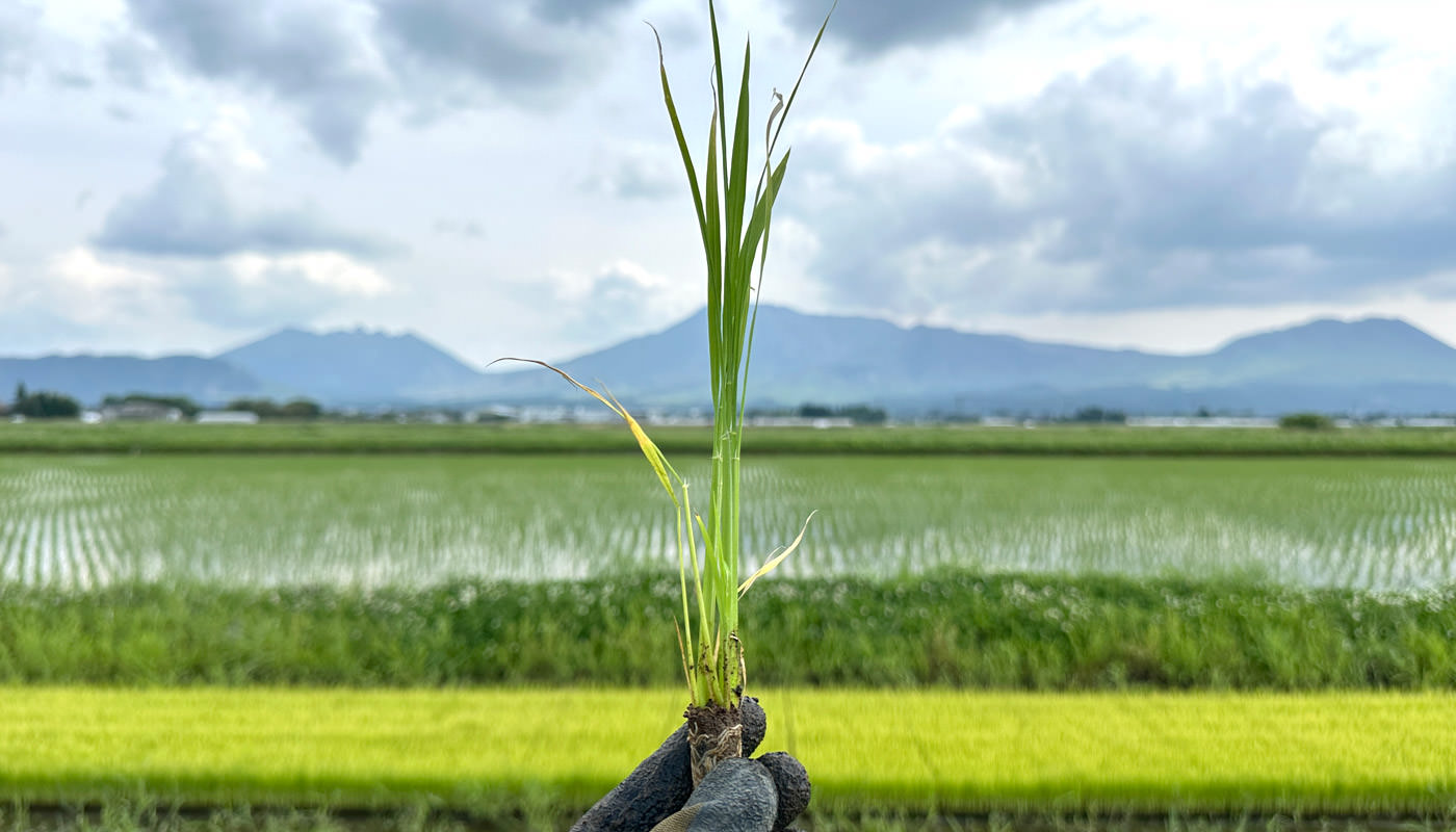 成苗まで育ったササシグレ。