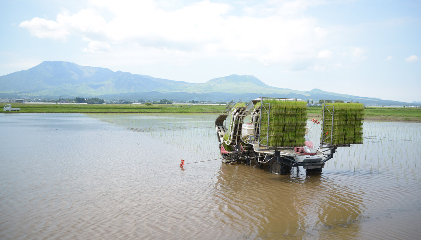 田植えの様子。