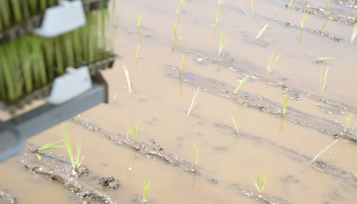 田植え時の苗。