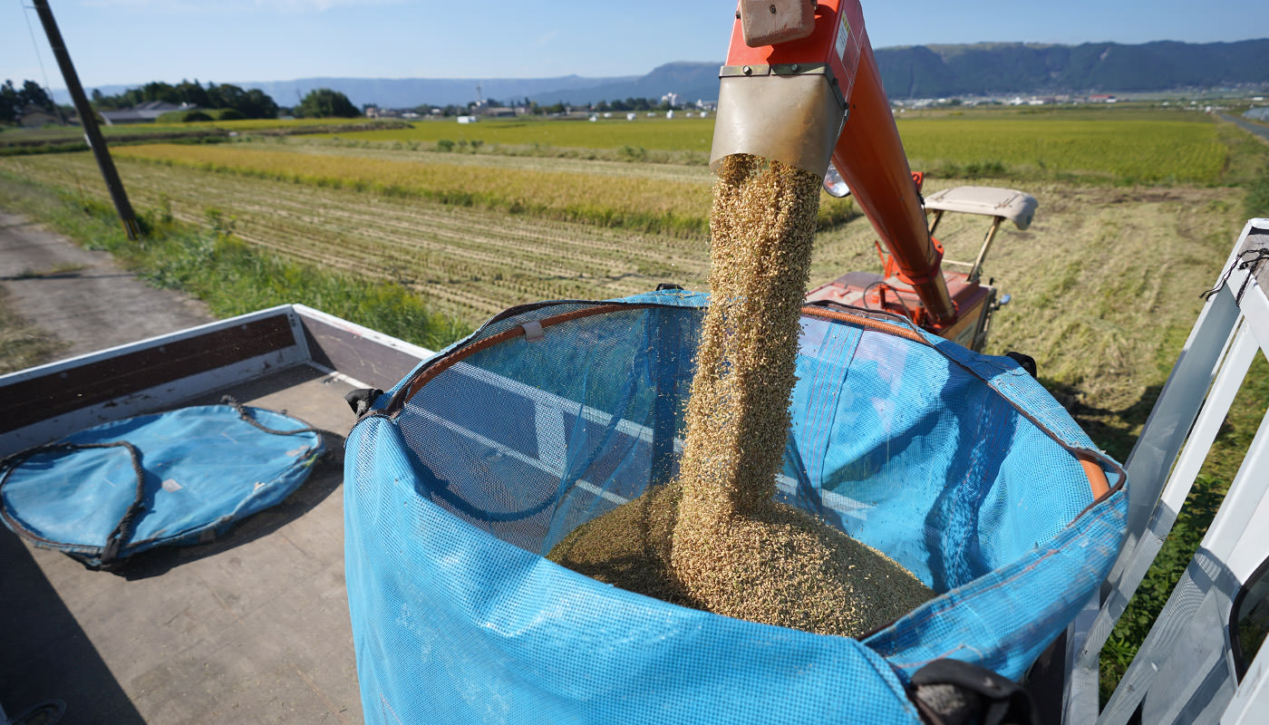 稲刈りの様子。