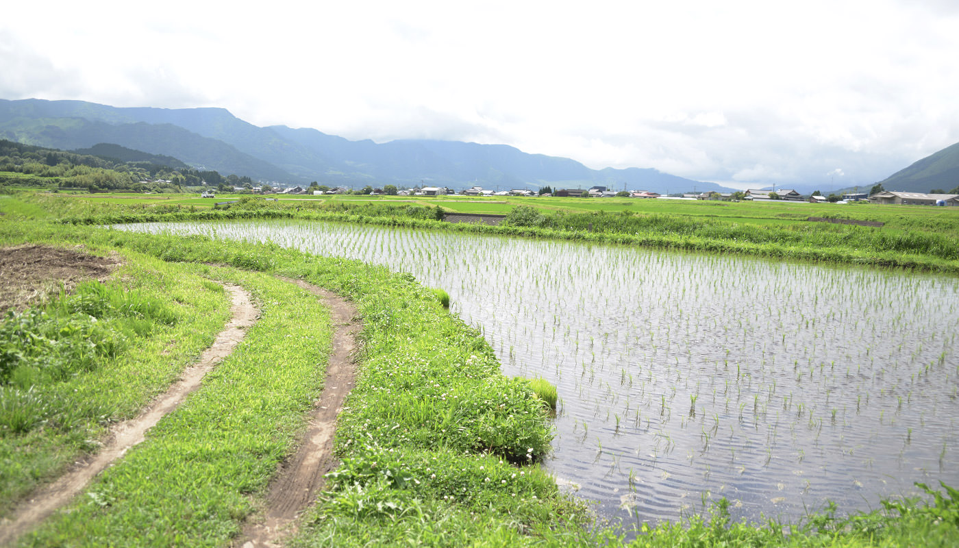 2024年6月21日の田んぼ