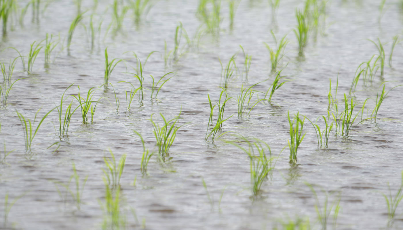 2024年6月21日の稲穂の様子