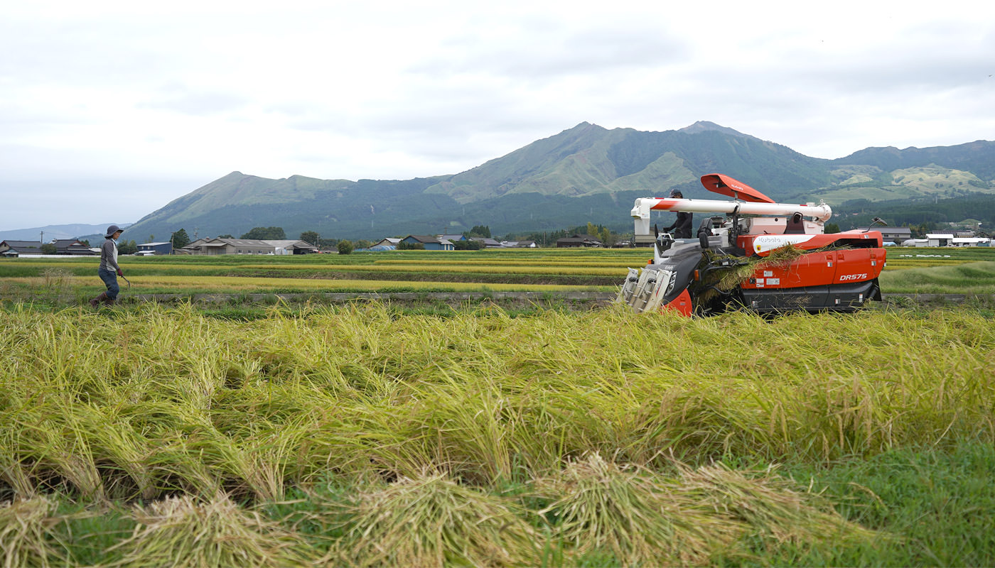 稲刈りする松田さん夫妻。