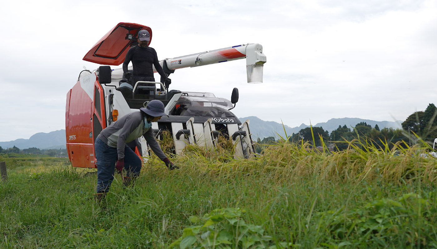 刈り取り部を確認しながら作業する