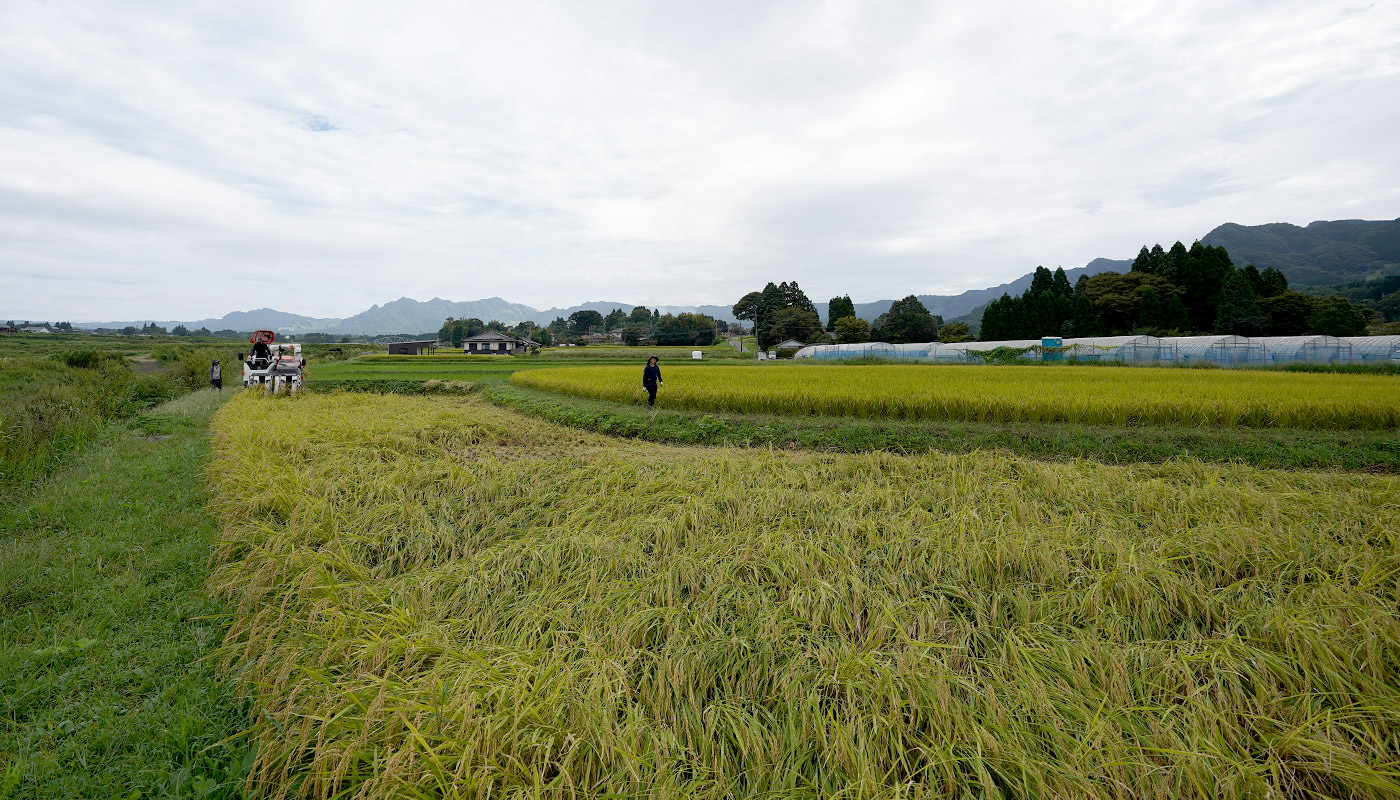 手刈りした稲を脱穀する。