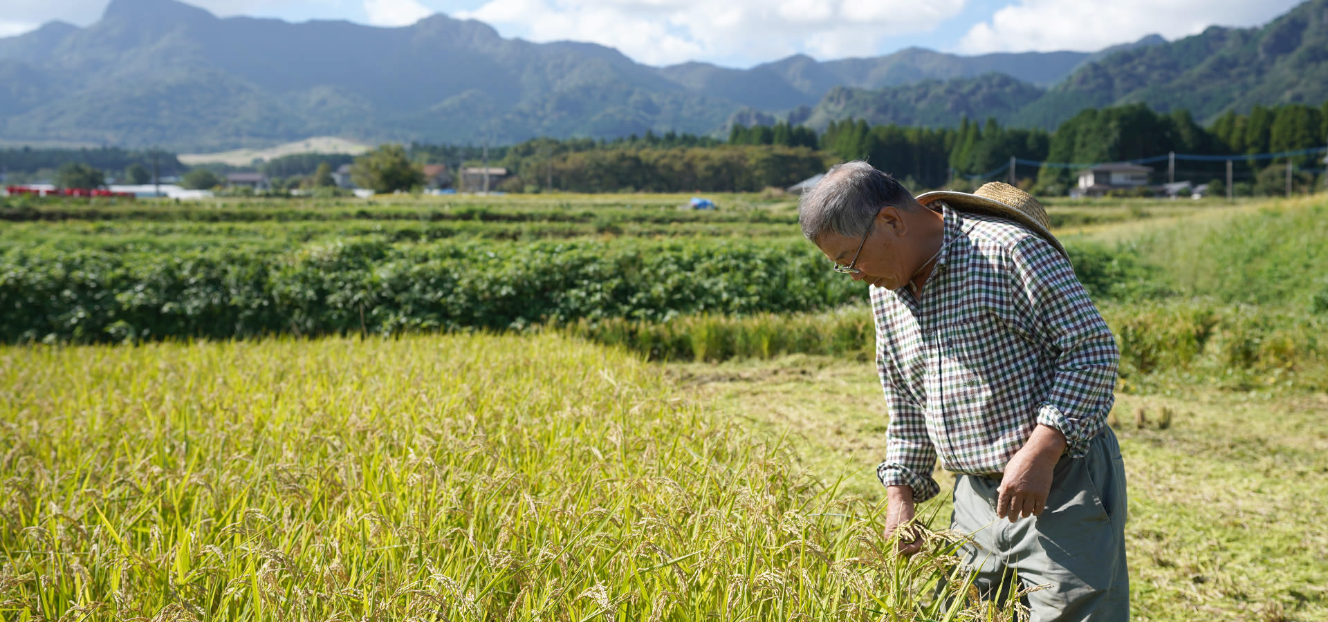 井芹政重さんが作る、無農薬・無施肥栽培米。