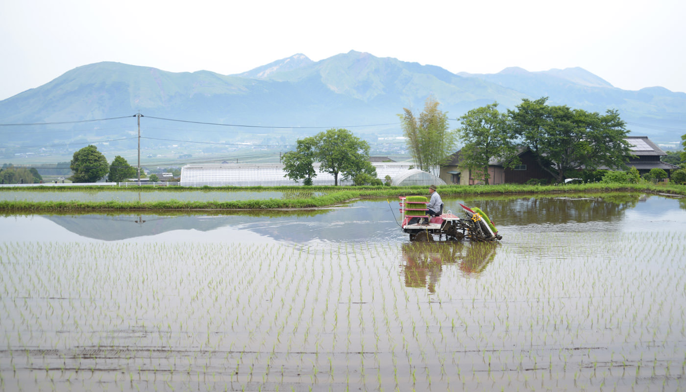 田植えする井芹さん