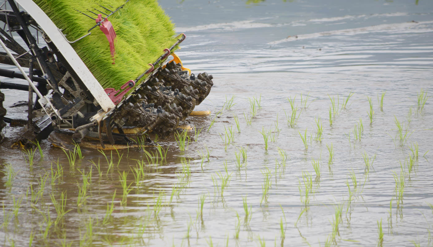 植えたばかりの苗