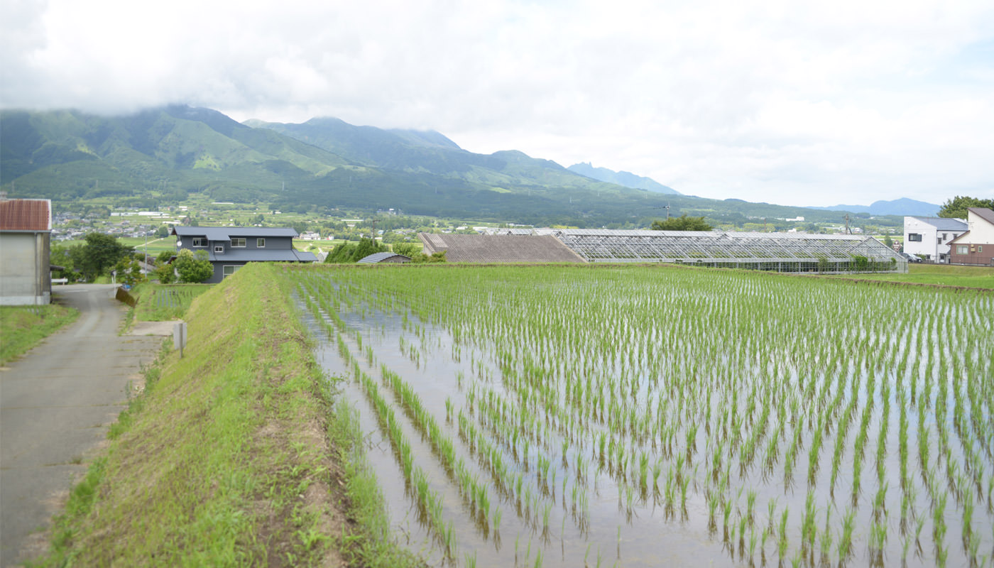 2024年6月21日の田んぼ