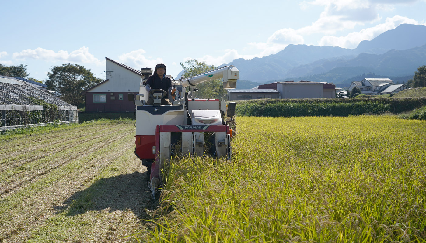 稲刈りの様子