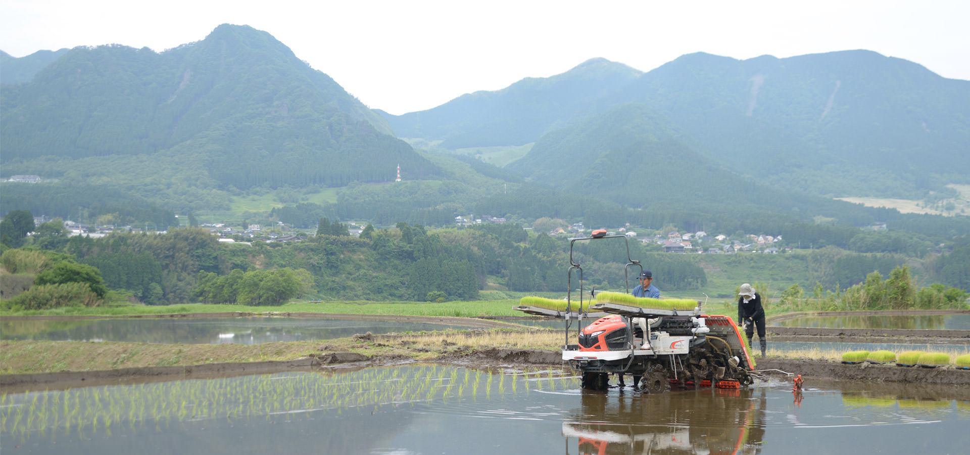 笠野真喜さんが作る、自然栽培米