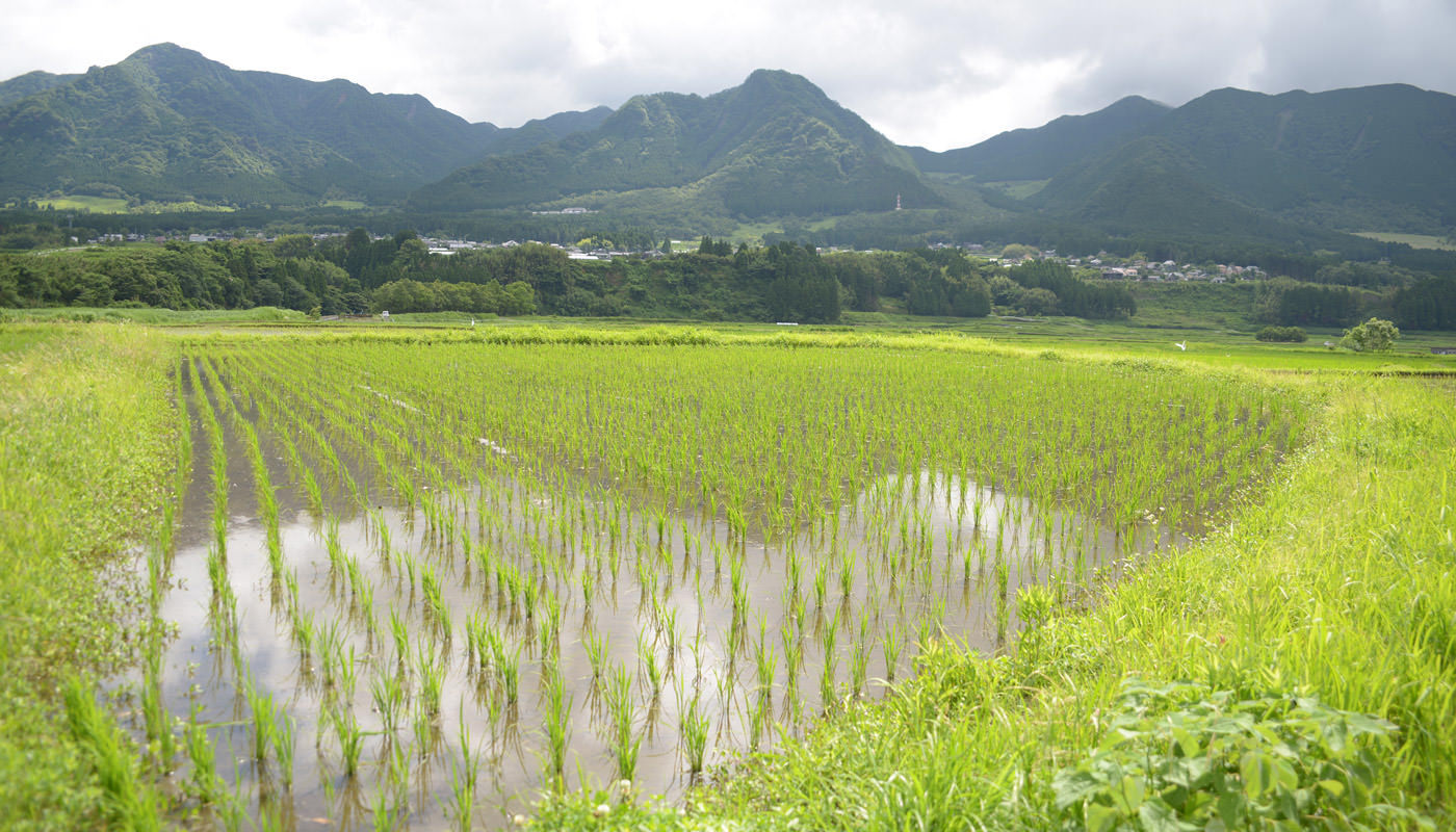 2024年6月21日の田んぼ