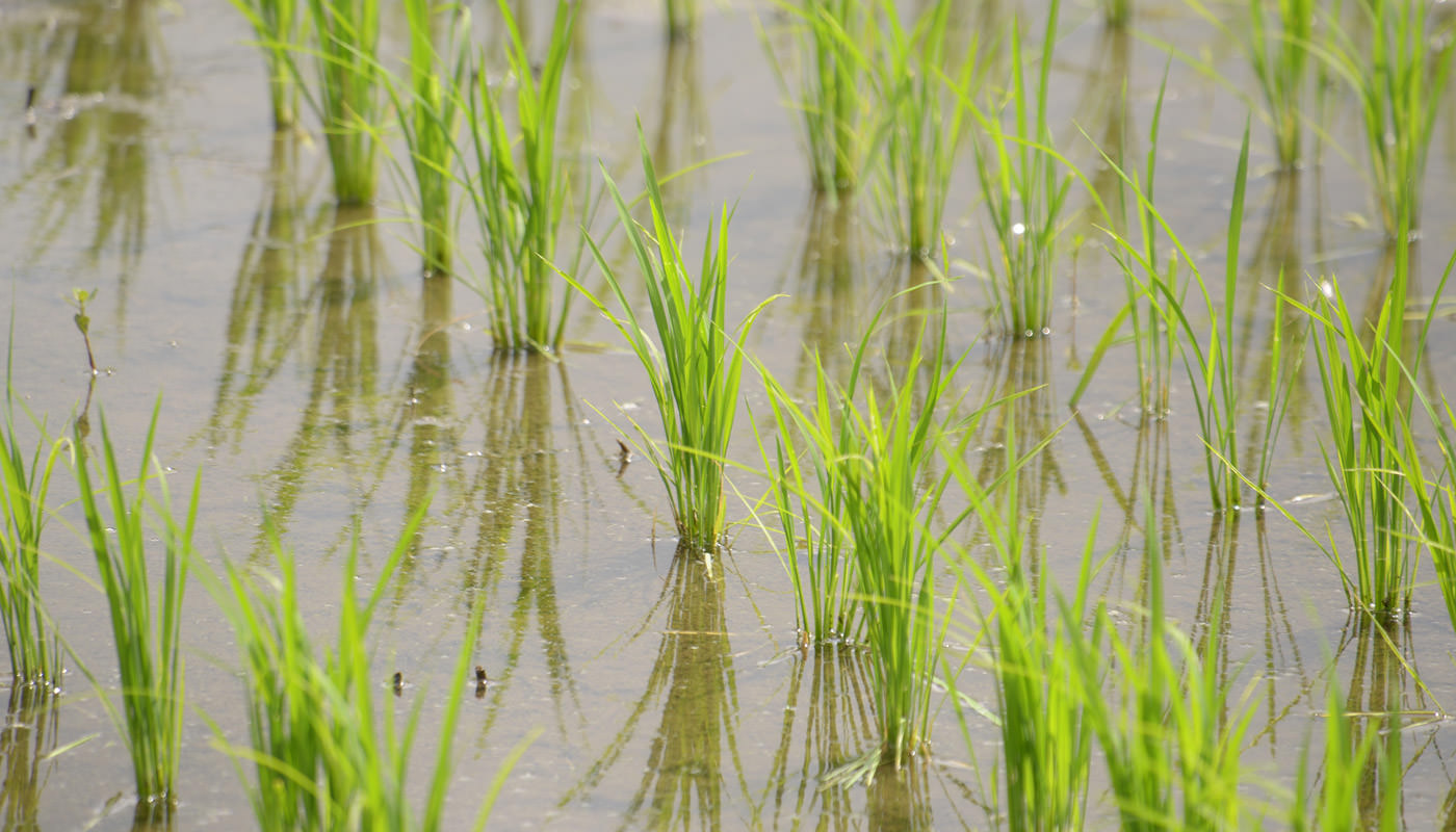 2024年6月21日の稲穂の様子