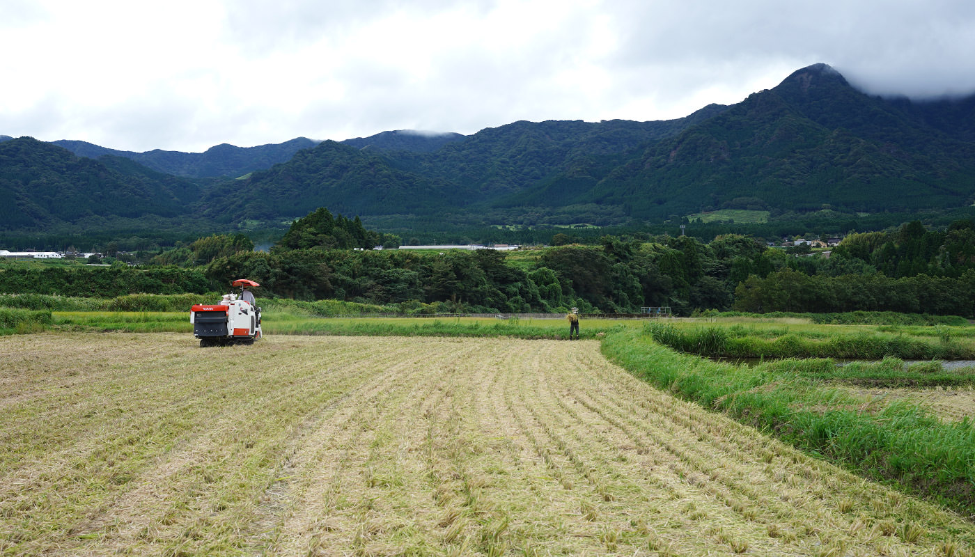  稲刈りする笠野さん。
