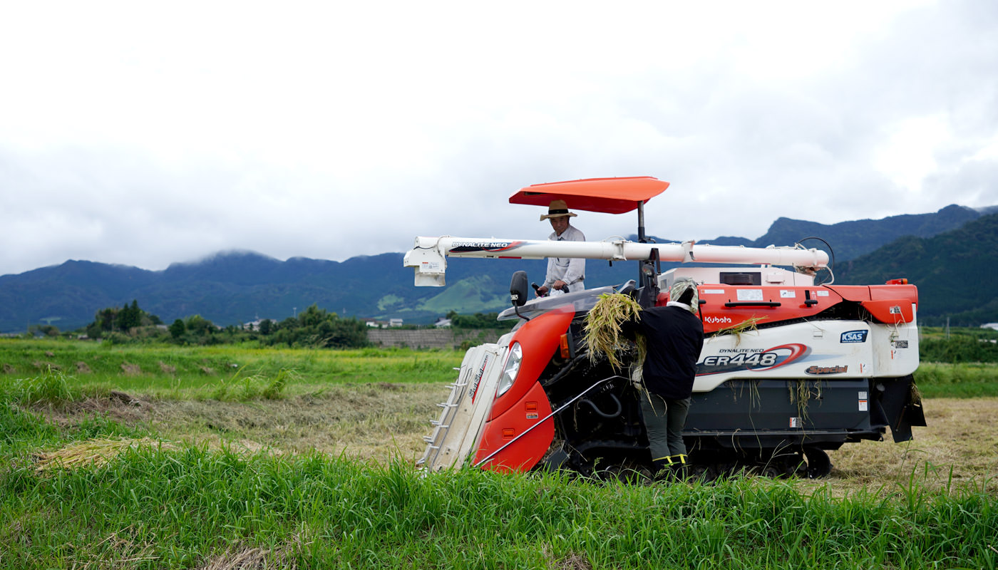 手刈りした稲を脱穀する