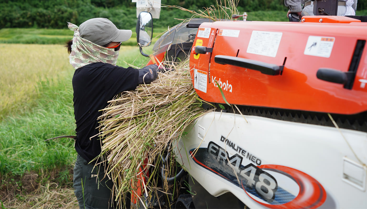 稲をコンバインにかける
