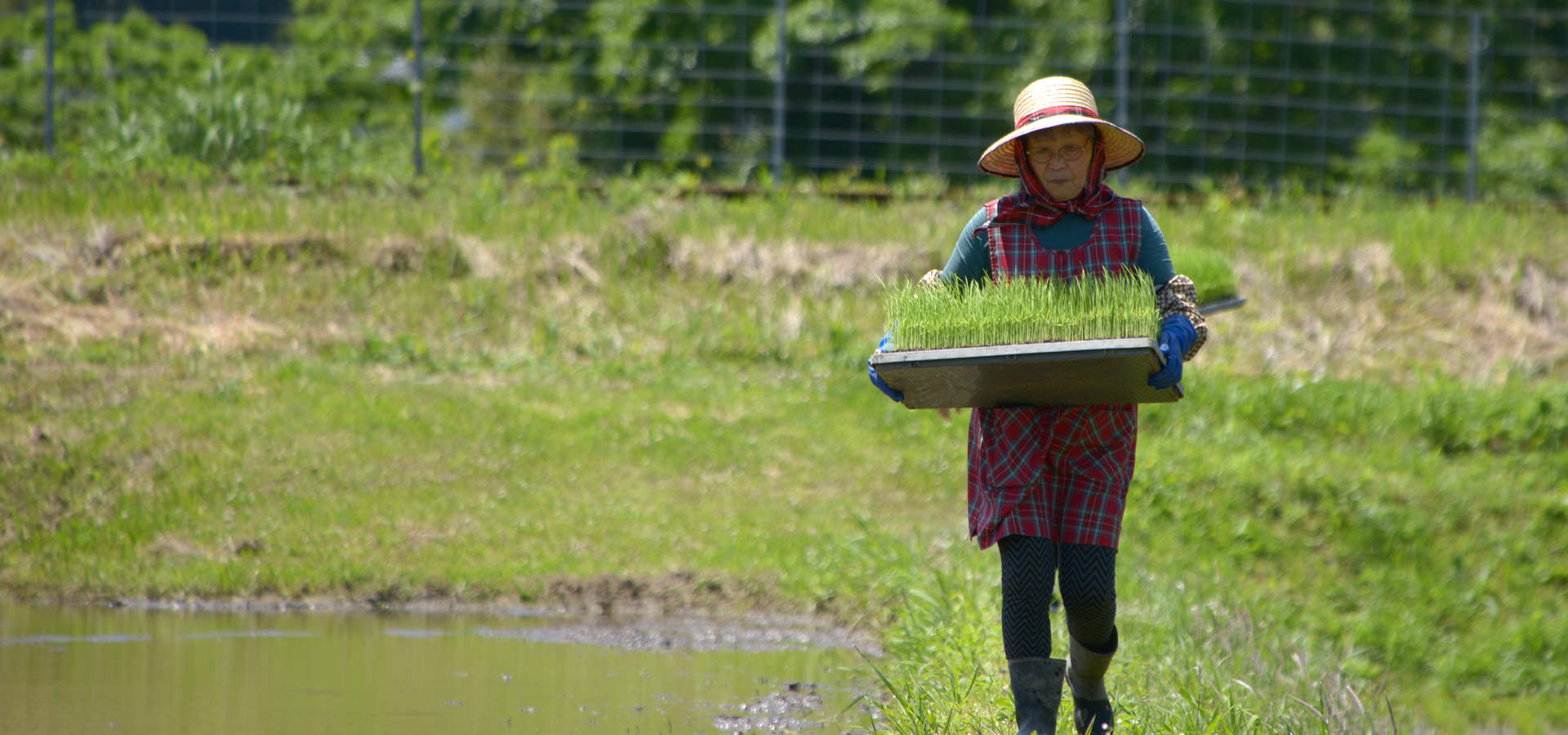 北野初子さんが作る、自然栽培ササニシキ