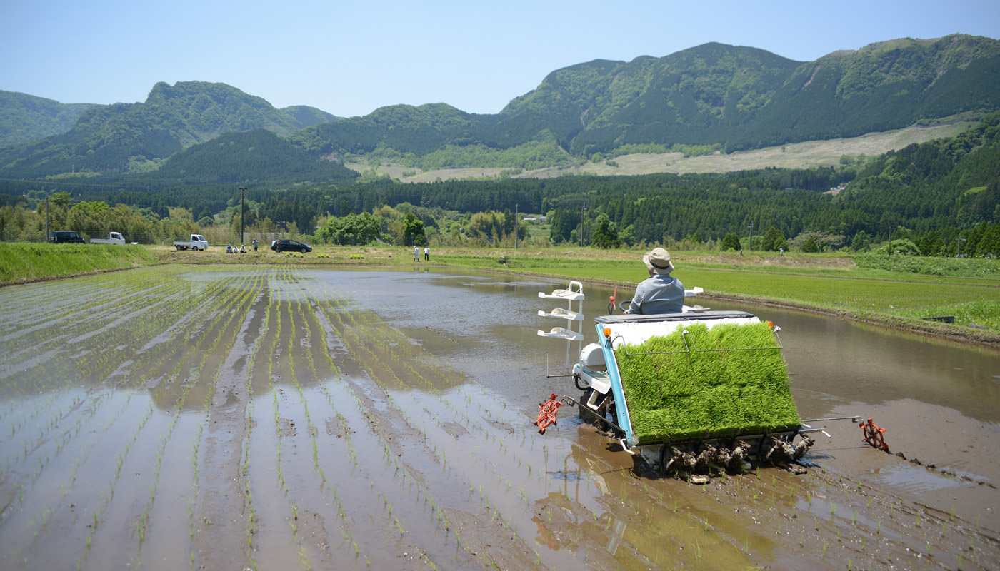 田植えの様子