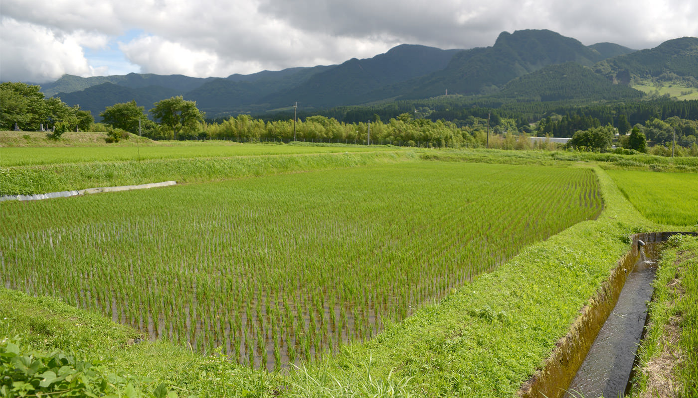 2023年6月7日の田んぼ